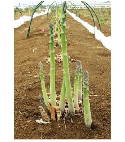 アスパラ苗 300本 アスパラガス 苗 販売 苗木部 By 花ひろばオンライン